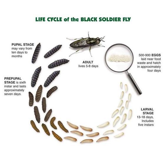 Ciclo de vida de la mosca soldado negra. Imagen cortesía de Entoprotech