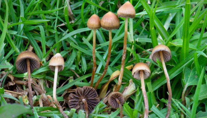 Las sustancias psicodélicas de los hongos "mágicos" de psilocibina pueden ser útiles en productos farmacéuticos. Foto de Alan Rockefeller a través de Wikimedia Commons