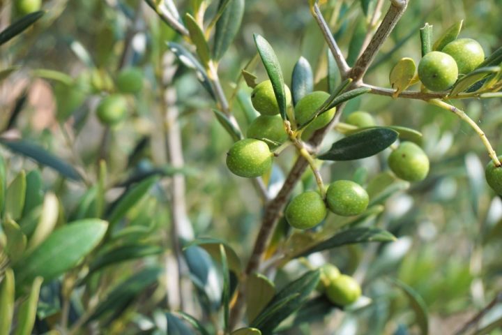 Los primeros árboles frutales cultivados del mundo se plantaron hace 7.000 años en el valle del Jordán