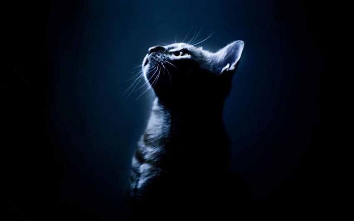 ¿Pueden ver los gatos realmente en la oscuridad?