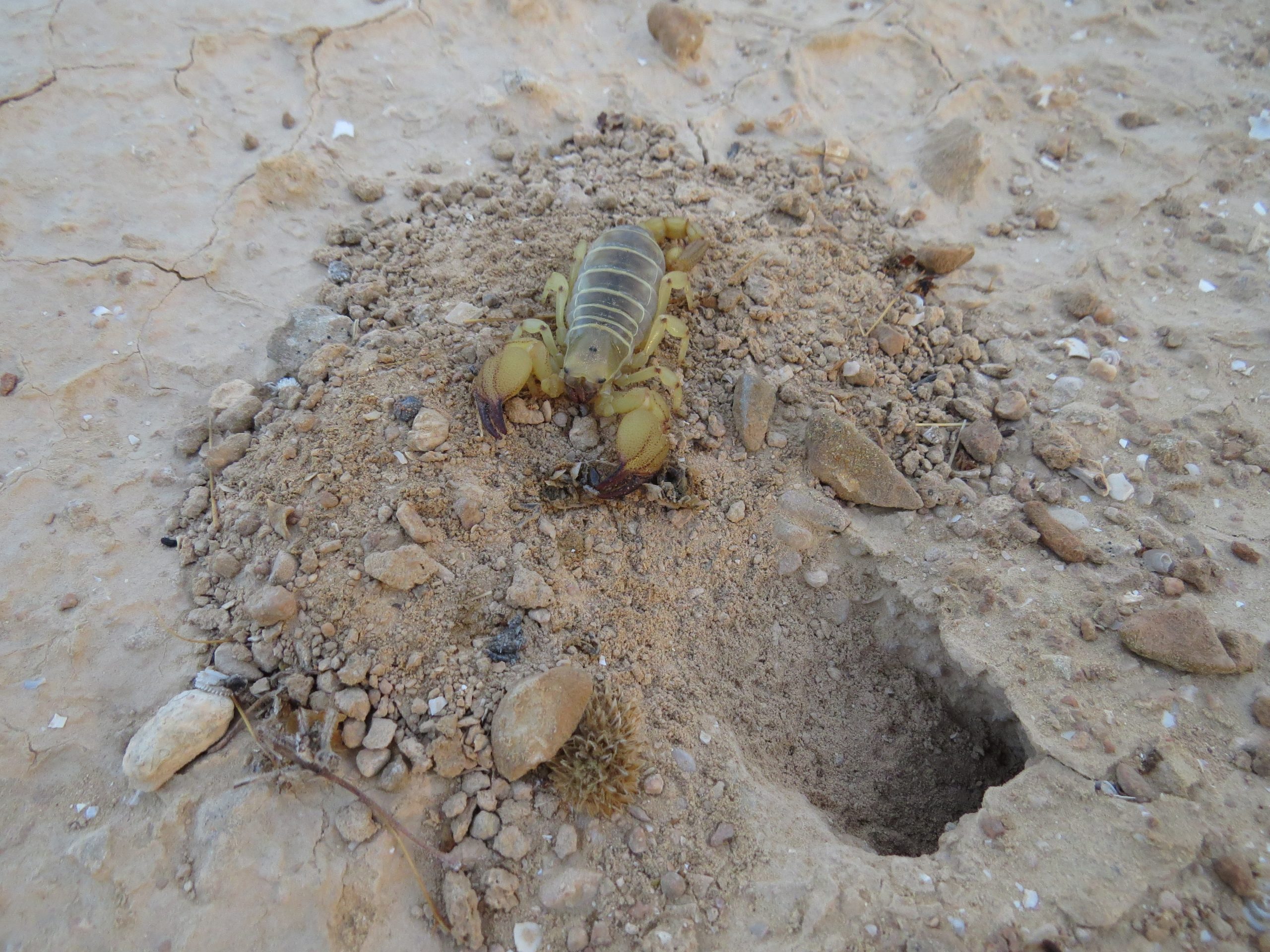 Escorpión de oro israelí depredando un isópodo