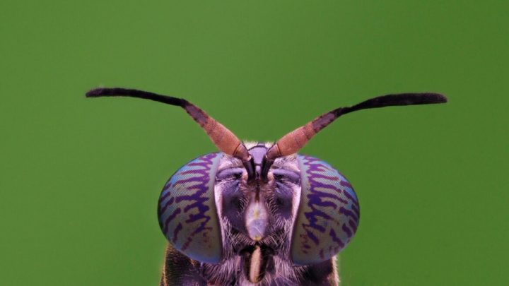 La mosca soldado negra (Hermetia Illucens) es un impensado guerrero ambiental en la lucha contra el cambio climático. Foto: Shutterstock