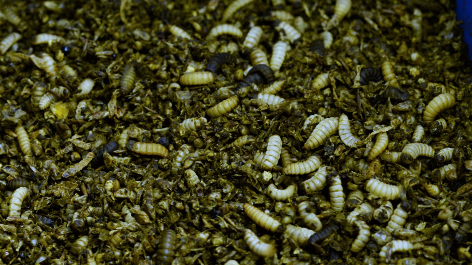 ¿Podrían estas larvas de mosca soldado negro ayudar a salvar el planeta? Foto cortesía de Entoprotech