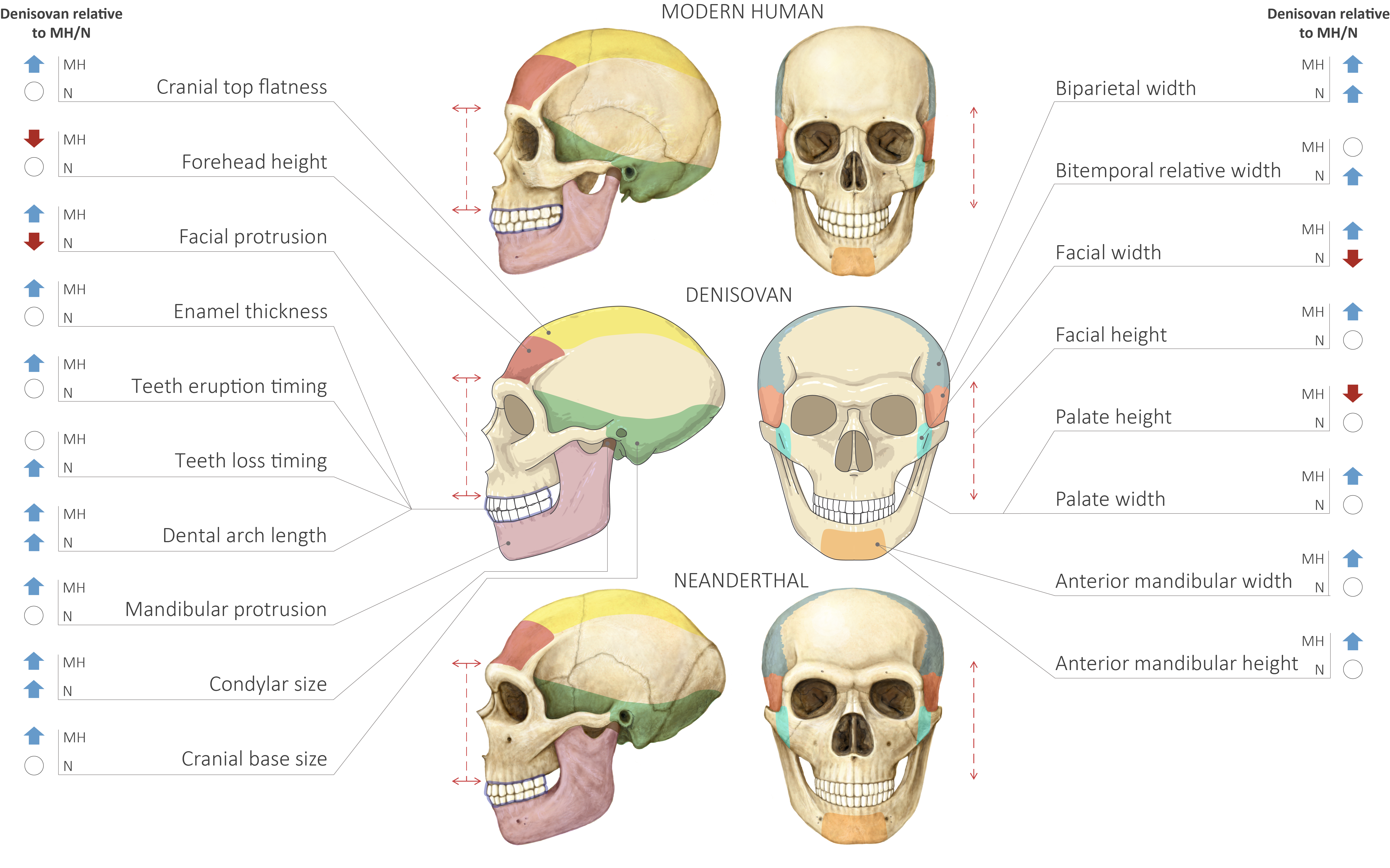 Comparación de cráneos humanos modernos, neandertales y denisovanos.