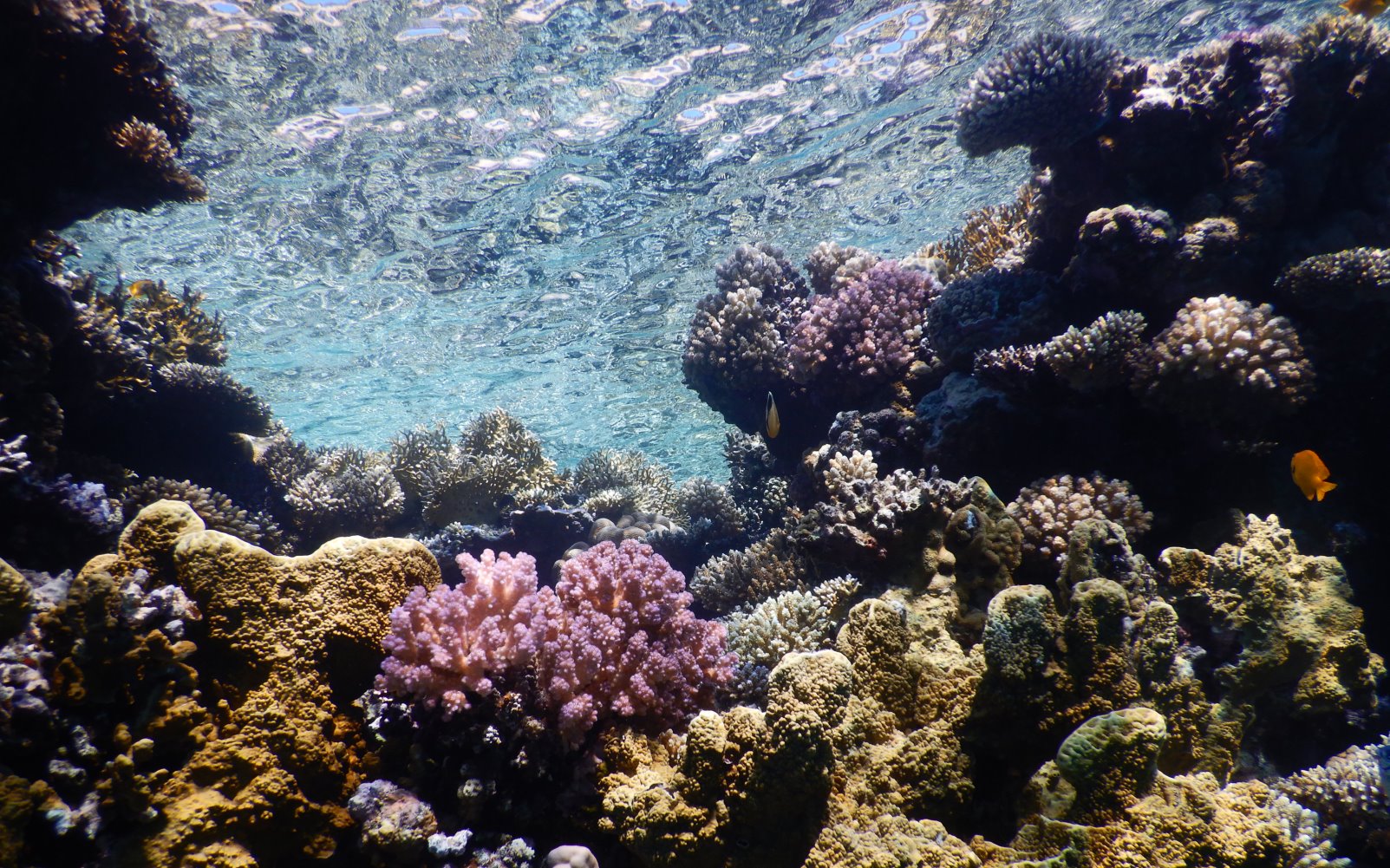 Los corales del Mar Rojo enfrentan severas amenazas por la destructiva actividad humana. Foto: Maoz Fine