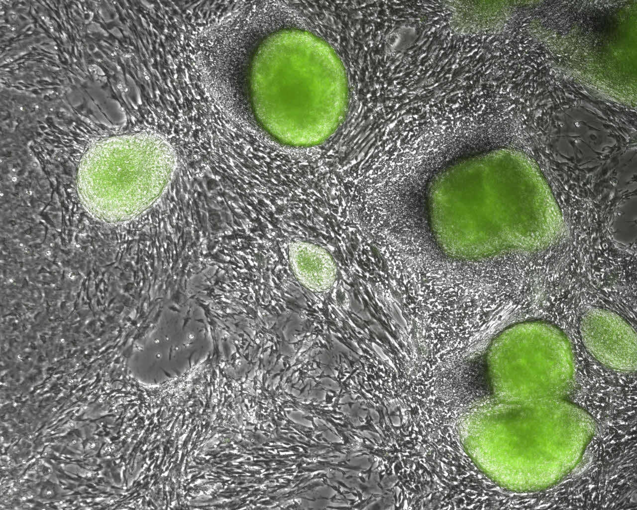 Células madre embrionarias artificiales