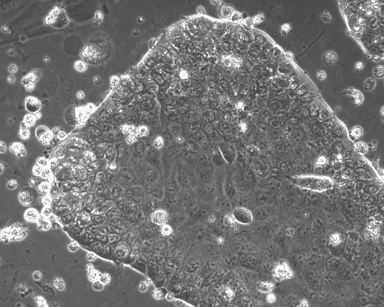 Células madre placentarias artificiales