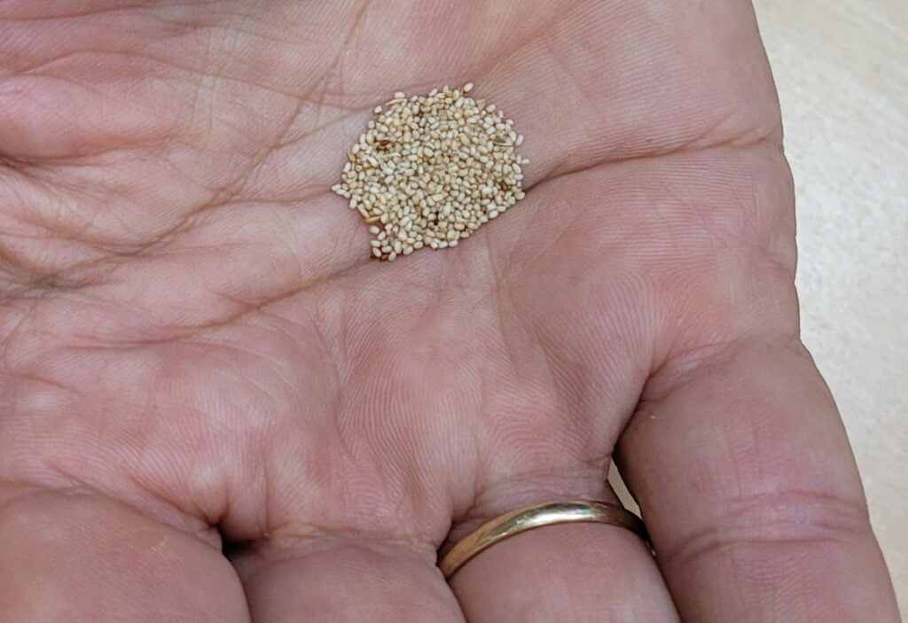 Las semillas de teff son pequeñas, alrededor de 100 veces el tamaño de una semilla de trigo.