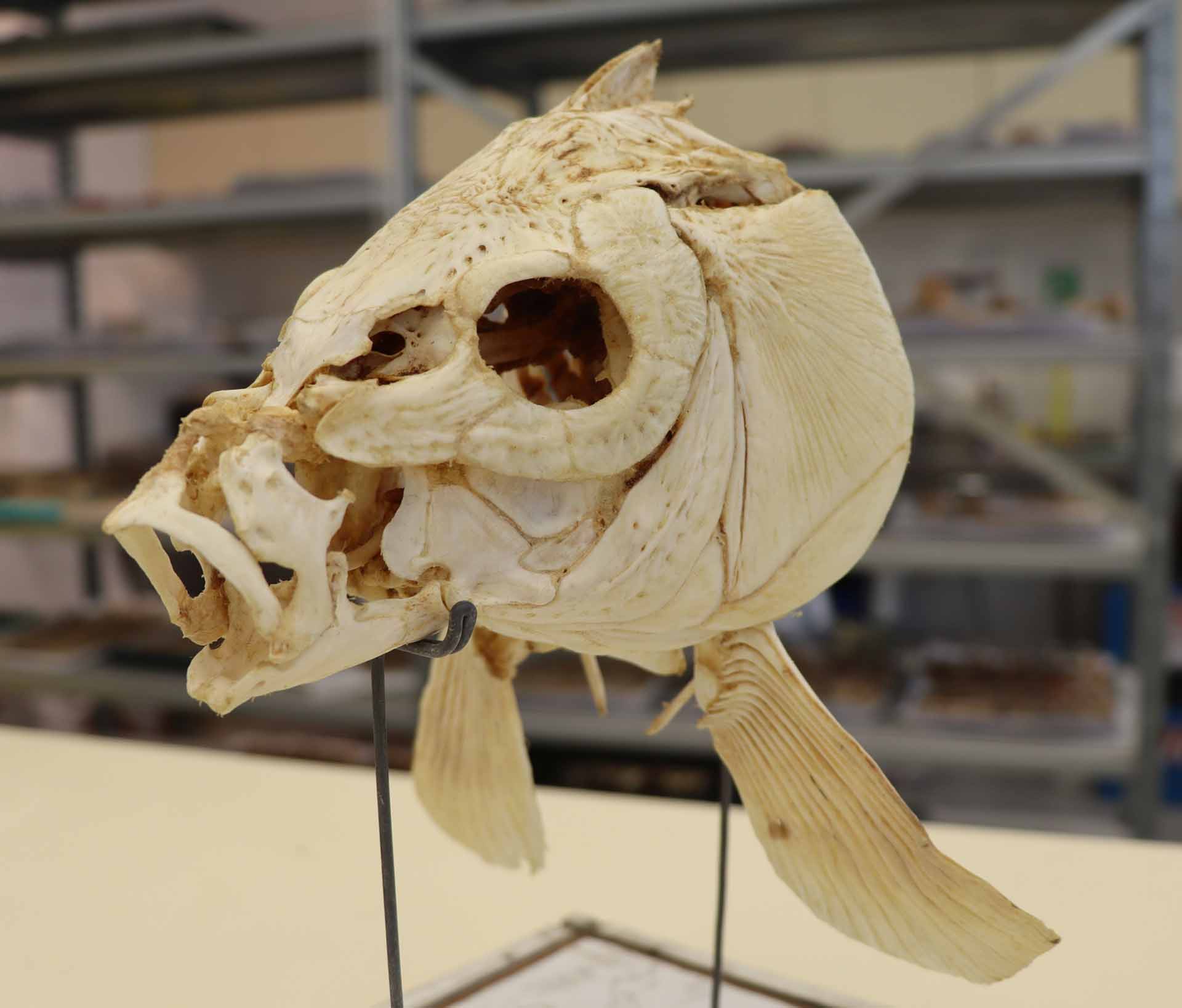 Un ejemplo del cráneo de una carpa moderna
