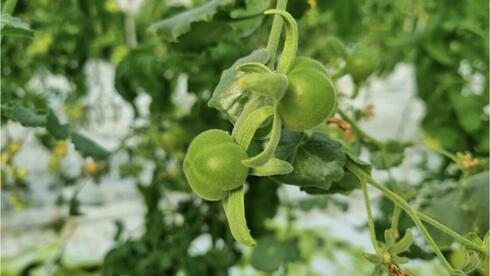 La nueva variedad de tomate desarrollada por investigadores de la Universidad Hebrea es resistente a la sequía. (The Media Line)