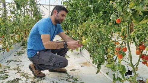 Michael Zilberberg, asistente de investigación que trabaja con Shai Torgeman, de la Universidad Hebrea, examina algunos de los nuevos tomates que estudian los investigadores. (The Media Line)