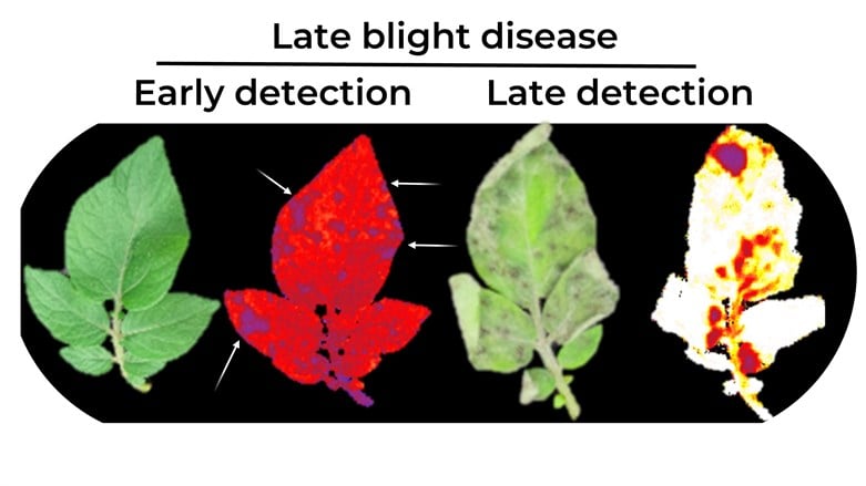 Biosensor para detectar enfermedades en las plantas en la Universidad Hebrea