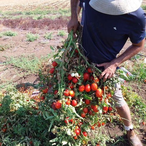 Científicos israelíes desarrollan tomates resistentes a la sequía
