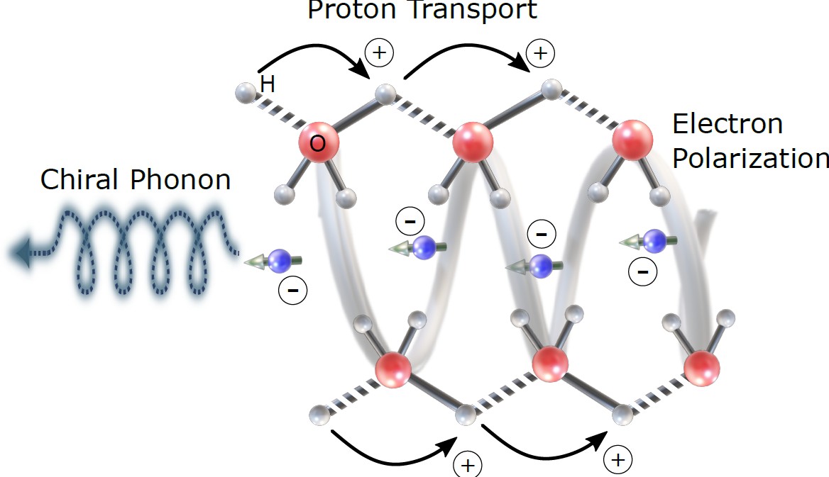 Un modelo esquemático: el transporte de protones se acompaña de polarización de electrones en medios quirales. Debido al efecto CISS, esta polarización eléctrica está produciendo polarización de espín. La preservación del momento angular genera fonones quirales que mejoran la transferencia de protones. | Crédito: Naama Goren.